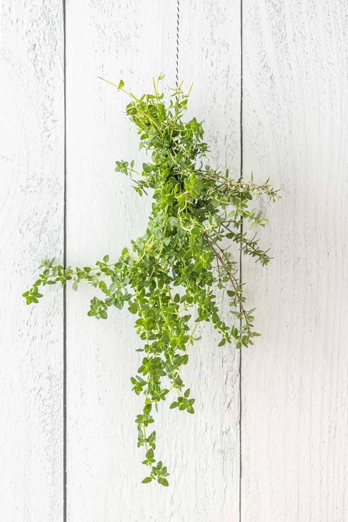 how to dry thyme - Article 3
